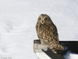 Short-eared Owl - Velduil - Asio flammeus