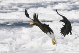 Stellers Sea-Eagle - Stellers Zeearend - Haliaeetus pelagicus