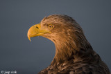White-tailed Eagle - Zeearend - Haliaeetus albicilla