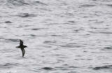 Sooty Shearwater - Grauwe Pijlstormvogel - Puffinus griseus