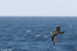 White-chinned Petrel - Witkinstormvogel - Procellaria aequinoctialis