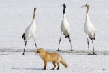 Red-crowned Crane - Japanse Kraanvogel - Grus japonensis