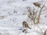 Short-eared Owl - Velduil - Asio flammeus