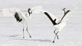 Red-crowned Crane - Japanse Kraanvogel - Grus japonensis