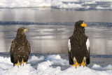 White-tailed Eagle/Stellers Sea-Eagle - Zeearend/Stellers Zeearend - Haliaeetus albicilla/Haliaeetus pelagicus