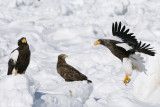 Stellers Sea-Eagle/White-tailed Eagle - Stellers Zeearend/Zeearend - Haliaeetus pelagicus/Haliaeetus albicilla