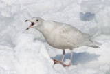 Glaucous Gull - Grote Burgemeester - Larus hyperboreus