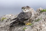 Merlin - Smelleken - Falco columbarius