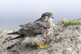 Merlin - Smelleken - Falco columbarius