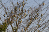 Japanese Grosbeak - Grijze Dikbek - Eophona personata
