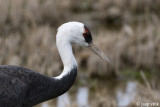 Hooded Crane - Monnikskraanvogel - Grus monacha