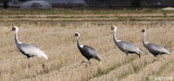 White-naped Crane - Witnekkraanvogel - Grus vipio