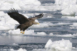 White-tailed Eagle - Zeearend - Haliaeetus albicilla