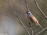 Meadow Bunting - Weidegors - Emberiza cioides