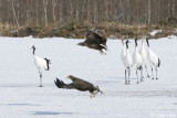 Red-crowned Crane - Japanse Kraanvogel - Grus japonensis