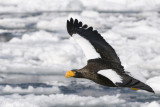 Stellers Sea-Eagle - Stellers Zeearend - Haliaeetus pelagicus