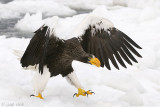 Stellers Sea-Eagle - Stellers Zeearend - Haliaeetus pelagicus