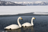 Whooper Swan - Wilde Zwaan - Cygnus cygnus