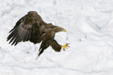 White-tailed Eagle - Zeearend - Haliaeetus albicilla