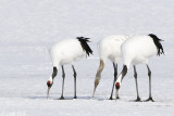 Red-crowned Crane - Japanse Kraanvogel - Grus japonensis