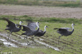 Hooded Crane - Monnikskraanvogel - Grus monacha