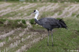 Hooded Crane - Monnikskraanvogel - Grus monacha