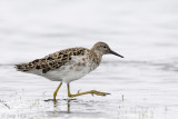 Ruff - Kemphaan - Philomachus pugnax
