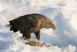 White-tailed Eagle - Zeearend - Haliaeetus albicilla