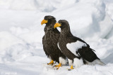 Stellers Sea-Eagle - Stellers Zeearend - Haliaeetus pelagicus