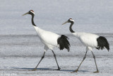 Red-crowned Crane - Japanse Kraanvogel - Grus japonensis