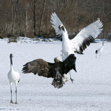Red-crowned Crane - Japanse Kraanvogel - Grus japonensis