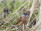 Meadow Bunting - Weidegors - Emberiza cioides