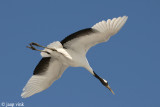 Red-crowned Crane - Japanse Kraanvogel - Grus japonensis