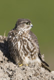 Merlin - Smelleken - Falco columbarius