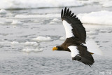 Stellers Sea-Eagle - Stellers Zeearend - Haliaeetus pelagicus