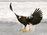 Stellers Sea-Eagle - Stellers Zeearend - Haliaeetus pelagicus