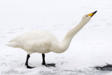Whooper Swan - Wilde Zwaan -  Cygnus cygnus