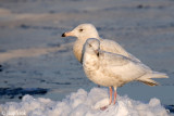 Glaucous Gull - Grote Burgemeester - Larus hyperboreus