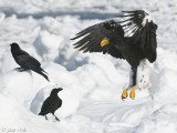 Stellers Sea-Eagle - Stellers Zeearend - Haliaeetus pelagicus