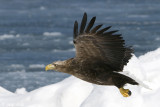 White-tailed Eagle - Zeearend - Haliaeetus albicilla