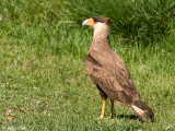 Southern Caracara - Kuifcaracara - Caracara plancus
