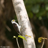 White Woodpecker - Witte Specht - Melanerpes candida