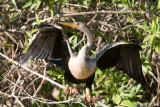 Anhinga - Amerikaanse Slangenhalsvogel - Anhinga anhinga