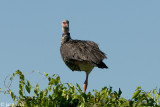 Southern Screamer - Kuifhoenderkoet -