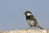 Spanish Sparrow - Spaanse Mus - Passer hispaniolensis