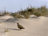 Black-bellied Sandgrouse - Zwartbuikzandhoen - Pterocles orientalis