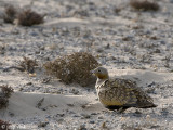 Black-bellied Sandgrouse - Zwartbuikzandhoen - Pterocles orientalis