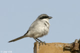 Canary Islands Desert Grey Shrike - Canarische Woestijnklapekster - Lanius meridionalis koenigi