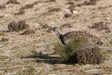 Houbara Bustard - Westelijke Kraagtrap - Chlamydotis undulata fuertaventurae