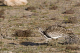 Houbara Bustard - Westelijke Kraagtrap - Chlamydotis undulata fuertaventurae